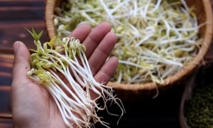 Cách phân biệt giá đỗ sạch và giá đỗ ủ hóa chất đơn giản