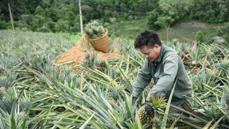 Nông thôn Tây Bắc: Dứa mật Mường Nhà, trái ngọt trên vùng biên cằn cỗi