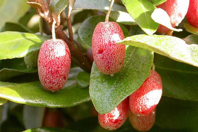 Loại cây ở Việt Nam trồng bạt ngàn, sang 'trời tây' giá 3,5 triệu đồng/cây