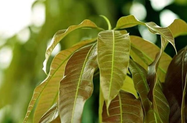 Cây người Việt chỉ ăn quả, không ngờ lá quý như 'nhân sâm của người nghèo', ở quê mọc um tùm