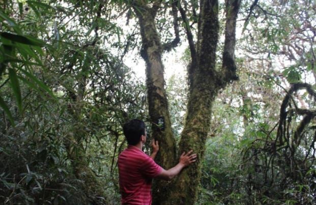 Đặc sản 'truyền đời' đắt đỏ bậc nhất Việt Nam, giá 680 triệu đồng/kg, ít người biết