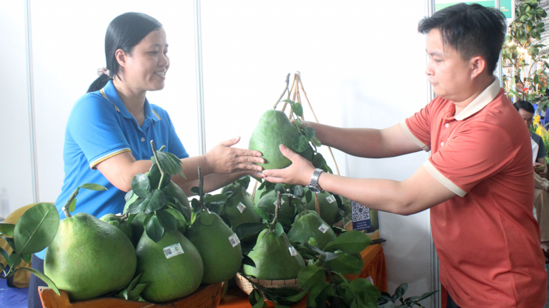 Bưởi Tết Tân Triều vào vụ sớm, nhà vườn Đồng Nai chủ động thu hoạch, thị trường sôi động hẳn