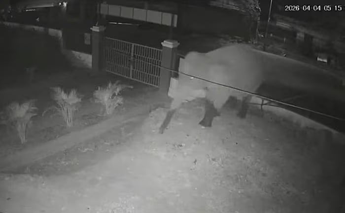 Video: Một con voi rừng bất ngờ 'đi dạo' trên quốc lộ, phá rào vào một trường học ở xã Huổi Một, tỉnh Sơn La