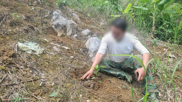 “Loạn' thị trường cây giống cà phê ở Sơn La: Trồng sai từ gốc, mất cả mùa vàng (Bài 1)