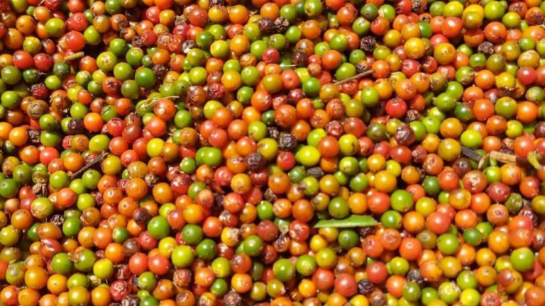 Hai thị trường chính là Trung Quốc và Mỹ hồi phục, xuất khẩu hồ tiêu Việt kỳ vọng tăng mạnh