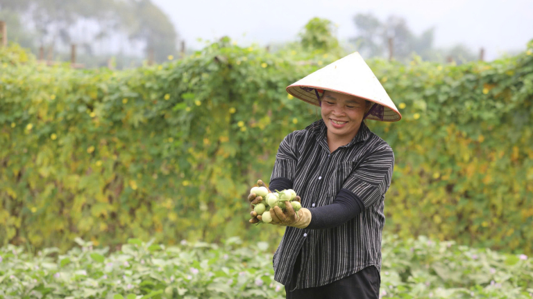 Phú Thọ: Nông dân xã Hợp Kim thu tiền triệu mỗi ngày nhờ chuyển đổi cây trồng đúng hướng