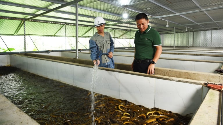 Bỏ việc ngân hàng, chủ trang trại nuôi con đặc sản bình dân ở Bắc Ninh từng vớt lươn chết hàng loạt, nay bán 250 tấn/năm
