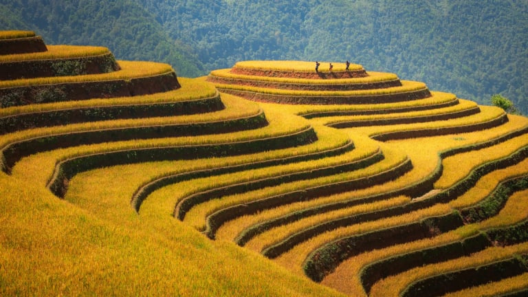 Bài dự thi 'Kể câu chuyện Việt Nam': Hạt gạo cúi đầu và dáng đứng Việt Nam