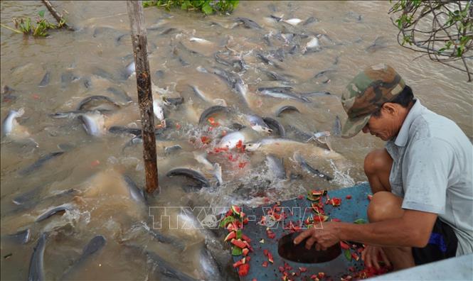 Một đàn cá khổng lồ xuất hiện ở sông Tiền, đang 'ăn vạ' người dân phường Hồng Ngự, tỉnh Đồng Tháp mới