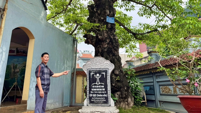 Hai cây cổ thụ trên đất đình làng cổ này ở Hải Phòng là loài cây gì, 'thượng thọ' đã mấy trăm tuổi?