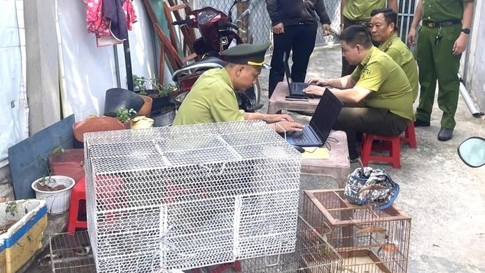 Tạm giữ 2 con chim cu đất, 25 chim chào mào, 1 chim chích chòe ở phường Phú Lợi, TPHCM (thành phố Thủ Dầu Một cũ)