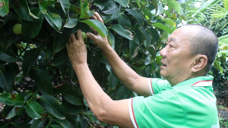 Giá măng cụt Lái Thiêu (Bình Dương trước đây) tăng cao, măng cụt cám vỏ xấu xí mà bán tới 120.000 đồng/kg