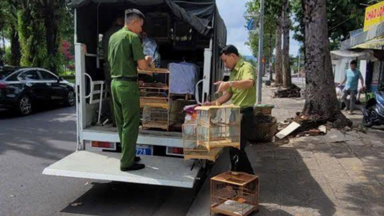 Vụ tịch thu 35 con chim chào mào ở phường Bà Rịa, TPHCM mới (địa phận tỉnh Bà Rịa-Vũng Tàu cũ), cập nhật diễn biến mới