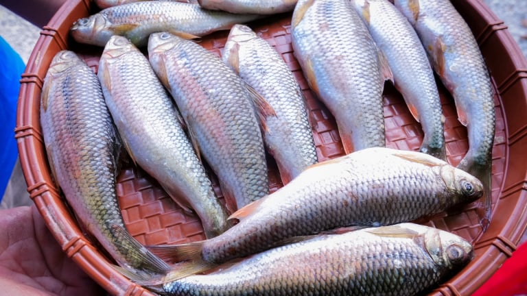 Cá mát là cá gì mà dưới sông Găng ở Nghệ An, bắt được con nào 'tranh mua con đó', cứ mong năm sau lại ăn tiếp