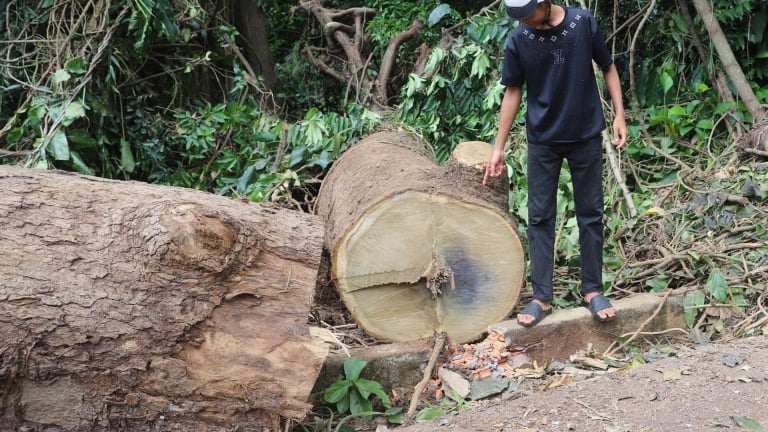 Cây Săng Đào trăm tuổi ở Đắk Lắk bất ngờ ngã đổ, một người đàn ông bị thương nặng
