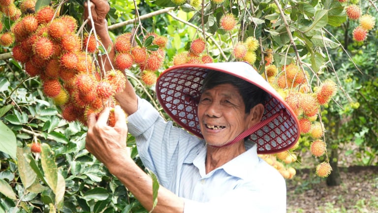 Từng chỉ ngồi chờ thương lái, nay du lịch vườn trái cây đặc sản Đồng Nai, nông dân kiếm tiền theo kiểu mới này