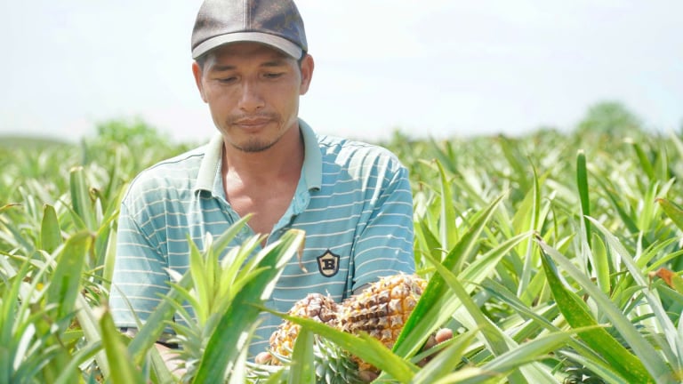 Vì sao quả dứa tươi ngon ngọt ở Thanh Hóa giá bán 'rớt cái bịch', nông dân kêu chín quá lứa đành bỏ trên đồi?