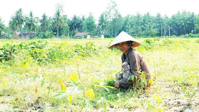 Việt Nam có gần 12 triệu ha đất suy thoái, chiếm gần 1/3 diện tích tự nhiên cả nước, nông dân đối diện thách thức gì?