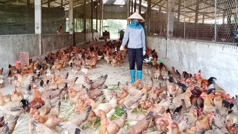 Hiếm thấy ở Việt Nam, Thái Nguyên có 1 trang trại to đùng, ngó đâu cũng thấy nông sản hữu cơ, ba ba hữu cơ, gà hữu cơ