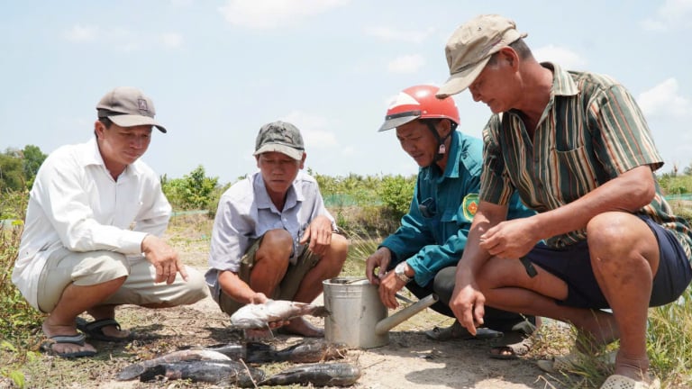 Vụ cá chình, bống tượng-cá tiền tỷ của dân Cà Mau chết hàng loạt cạnh sân bay: Dân “kêu trời” với mức đề xuất hỗ trợ này