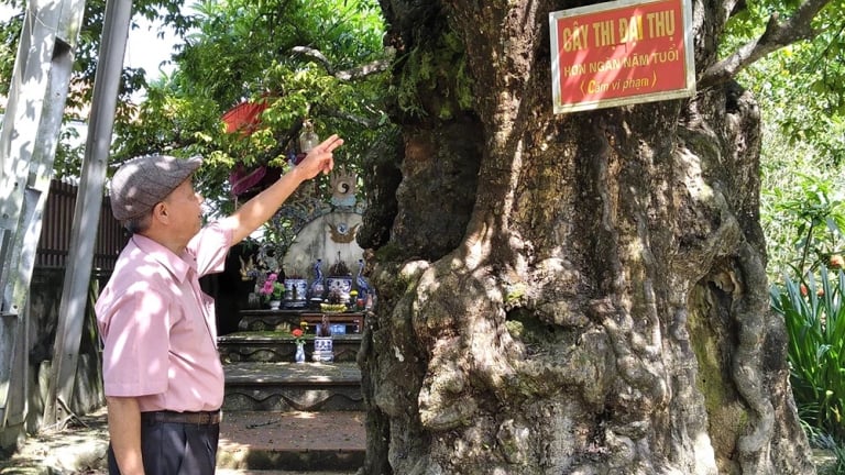 Một cây cổ thụ 'thượng thọ' hơn 1.000 tuổi ở làng cổ, tỉnh Phú Thọ (địa phận huyện Tam Nông cũ) là cây thị ra quả ngọt