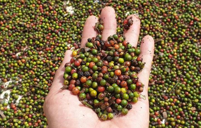 Giá tiêu giảm tại 2 tỉnh trọng điểm, sản lượng tiêu Việt Nam cần thời gian để phục hồi
