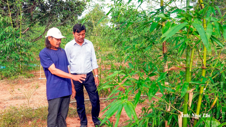 Vùng đất này ở Bình Thuận toàn cát, liều trồng tre tứ quý, cây nồi đồng cối đá, hóa ra lại hay