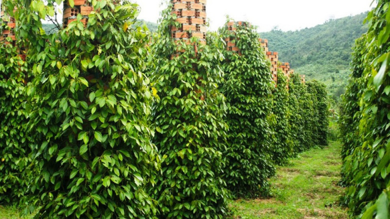 Duy nhất hai tỉnh Bà Rịa Vũng Tàu và Bình Phước tiếp tục đẩy giá tiêu đi lên hôm nay 