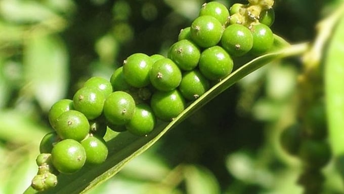 Giá tiêu tiếp tục diễn biến lạ, Đắk Nông, Đắk Lắk giữ mốc cao, các tỉnh khác giảm đồng loạt