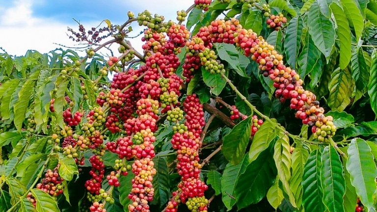 Giá cà phê hôm nay biến động rất nhẹ tại Đắk Lắk và Gia Lai