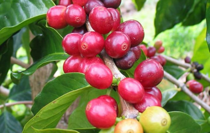 Giá cà phê thế giới và trong nước cùng lao dốc mạnh sau khi Robusta đạt đỉnh, kích hoạt sóng chốt lời