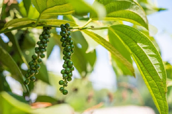 Giá tiêu nội địa bình ổn ở ngưỡng cao, DN đẩy mạnh thu mua để đáp ứng đơn hàng từ châu Âu và Mỹ