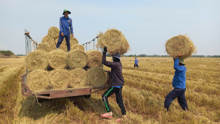 Ở một huyện của Long An, nông dân đang kiếm bộn tiền khi rủ nhau ra đồng nhặt rác gì? 