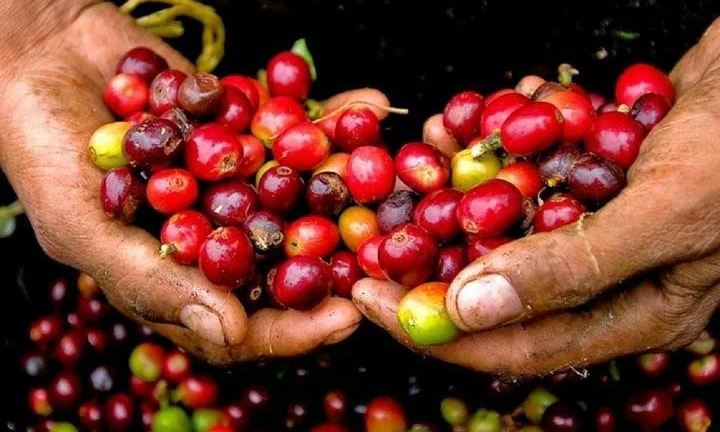 Giá cà phê quay đầu tăng mạnh theo đà đi lên của giá thế giới