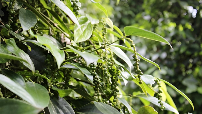 Giá tiêu lao dốc cực mạnh tại các vùng trồng trọng điểm, Mỹ là thị trường mua tiêu lớn nhất của Việt Nam