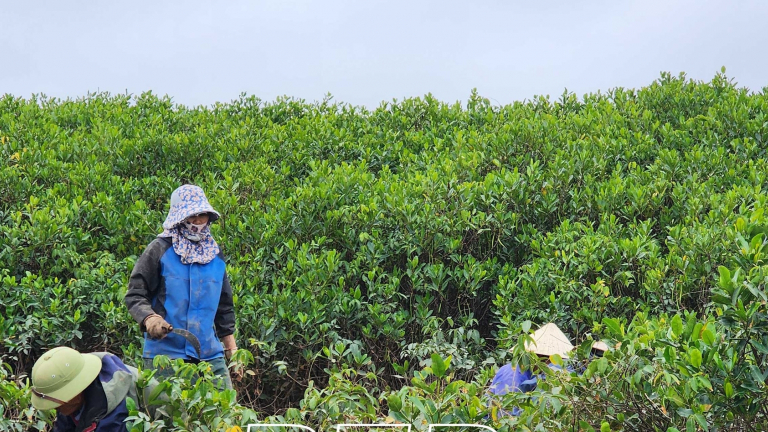 Khu rừng nổi tiếng ở Thái Bình rộng 4.220ha, dân vô bắt thứ gì mà kiếm ra tiền?