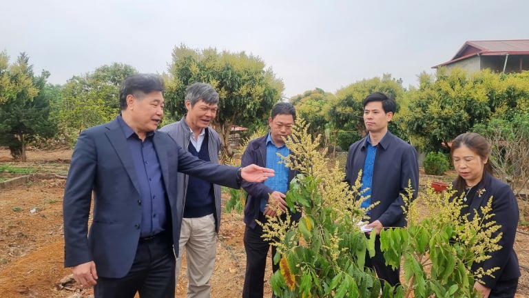 Đây là giống cây đặc sản mới nhất ở Sơn La, quả ngon ánh vàng