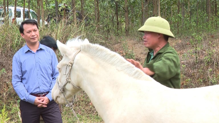 Nuôi con da trắng, mắt hồng, nhiều nông dân Bắc Kạn thoát nghèo, làm giàu, còn thành lập được hợp tác xã