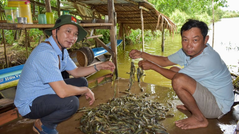 Nuôi tôm 2 giai đoạn thích ứng biến đổi khí hậu-mô hình làm giàu mới, tạo thêm việc làm mới cho nông dân Cà Mau