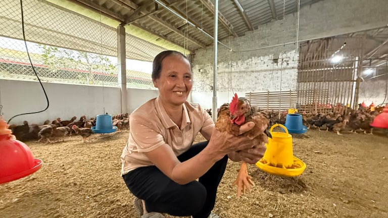 Nuôi gà trên đệm lót sinh học, một nông dân ở Thanh Hóa bán được 8 lứa/năm