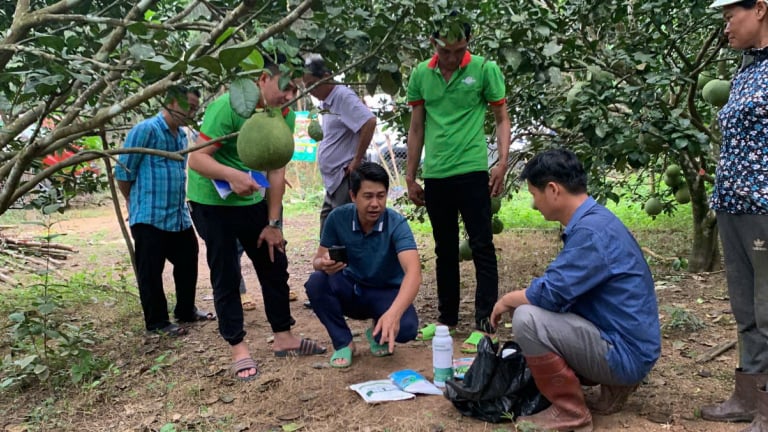 Nông dân miền núi Khánh Vĩnh của Khánh Hòa vươn lên nhờ được hỗ trợ phân bón, kỹ thuật chăm sóc cây bưởi da xanh