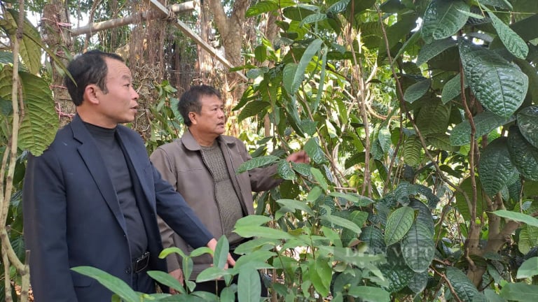 Sáp nhập Bắc Kạn với Thái Nguyên, ở đây có nhiều mỏ vàng, hồ nước lớn nhất cả nước, trong rừng vô số 'thần dược' quý