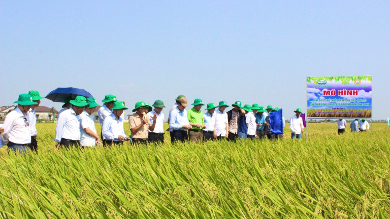Quảng Bình - Quảng Trị sáp nhập, nông dân kỳ vọng đẩy mạnh trồng lúa hữu cơ, xuất khẩu nước ngoài 