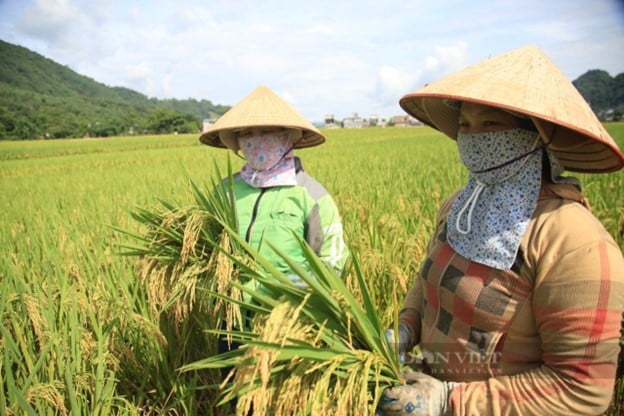 Vinaseed 'thay áo mới' cho loạt giống lúa chủ lực: Nâng tầm thương hiệu, bảo vệ nông dân