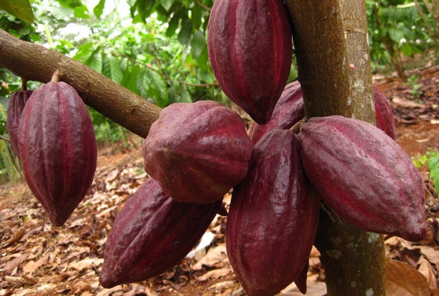 Ở Đắk Lắk có loại quả gì mọc trên thân giá bán đang tăng tốt, vì sao nhà này mừng, nhà kia lại lo?