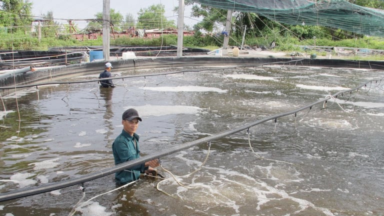 Đây là các con vật nuôi là đặc sản bình dân ở Thái Bình, có nhà nuôi thành công mà thành tỷ phú