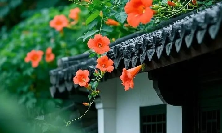 Đừng trồng hồng leo, cây cảnh này mới là nữ hoàng mùa hạ, chạm đất là sống, thu hút may mắn, tài lộc