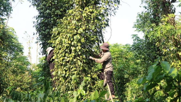 Tới mùa leo 'cây vàng đen' hái ra bạc tốt ở Đắk Lắk, trèo thang 1 ngày được trả bao nhiêu tiền?