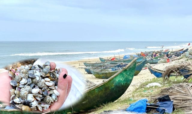 Nhiều ngư dân Quảng Ngãi quay lưng với vụ thu hoạch “lộc” biển vì lý do này