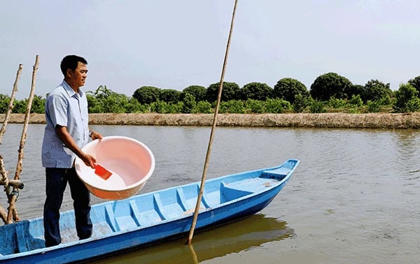 Tỷ phú Cần Thơ, đào ao nuôi loại cá đồng bình dân này, một nông dân lời 2 tỷ/năm